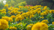 Close Up Of A Blooming Yellow Marigold Flower (Tagetes Erecta, Mexican, Aztec Or African Marigold) In The Garden On Blurred Natural Green Background With Morning Sunlight