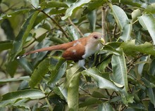 Squirrel Cuckoo (Piaya Cayana) Cuculidae Family. Amazon Rainforest, Brazil.