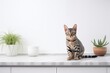 Tabby domestic cat sitting on modern kitchen counter. Pet on kitchen table on sunny day at home. Light scandinavian interior design. Cozy place for cooking with copy space