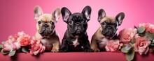 Three Cute Little Dogs In Spring Flowers. Couple Of Two Puppies In Love On Valentines Day. Greeting Card Template Or Banner For Wedding, Mother Or Woman Day