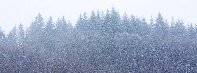 Wall Mural - snowfall in a winter spruce forest. nature background.