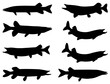 Muskellunge fish silhouette vector art