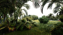 Tropical Garden, PNG Transparent Backdrop, 3D Rendering
