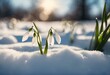AI generated illustration white snowdrop flowers emerging from a blanket of freshly fallen snow