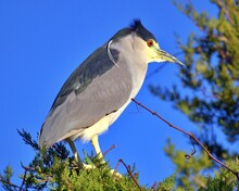 Black Capped Night Heron Perched Atop A Branch. 