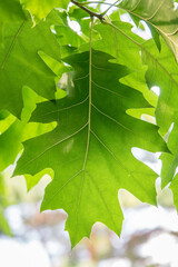 branches of the northern red oak with green serrated leaves, summer background