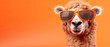 Llama Alpaca Sporting Orange Sunglasses Against a Monochrome Orange Background