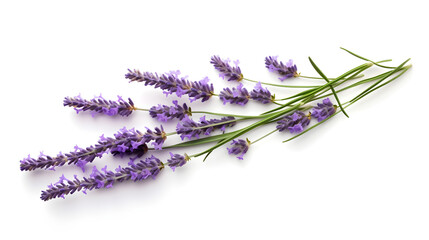 A sprig of lavender flower isolated on a white background