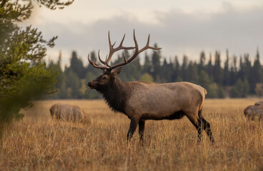 Canvas Print - Bull Elk during the Rut in Wyoming in Autumn