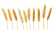 wheat plant isolated on transparent, white background