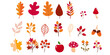 Autumn forest set. Mushrooms, apples, flowers, autumn leaves, branches, berries.