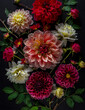Still life, collection of dahlia flowers on a black background.