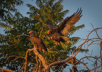 turkey vultures in a tree
