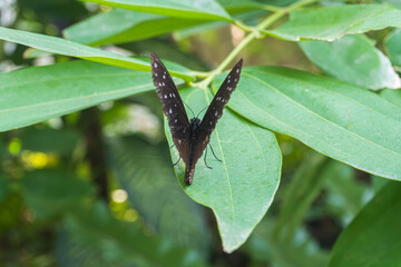 Wall Mural - Back of a Striped blue crow butterfly (Euploea mulciber) on a leaf with blurred green natural background