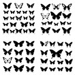 © Feroza Bakht - butterfly svg , butterfly  png, butterfly  illustration, butterfly  silhouette, butterfly , butterfly  png, butterfly clipart, butterfly, insect, nature, wing, wings, fly, beauty, animal, swallowtail