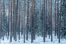Pine Trunks In The Forest Covered With Frost And Snow