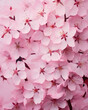 A close-up shot of cherry blossoms in full bloom, symbolizing the arrival of spring