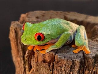 Wall Mural - A tree frog is any species of frog that spends a major portion of its lifespan in trees, known as an arboreal state. 