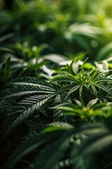 Poster - A close-up view of a bunch of green plants. This versatile image can be used in various projects