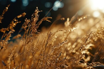 Aufkleber - A close-up view of a sunlit field of grass. Perfect for nature and landscape projects