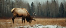 Female Elk Grazes On Short Winter Grass, Head Lowered, In Open Field Near Woods.