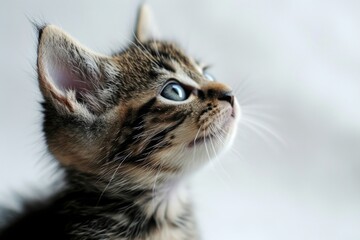 Aufkleber - A cute kitten with an inquisitive expression, looking up at something in the sky. Perfect for illustrating curiosity or wonder. Can be used in various projects and designs