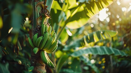 Poster - A bunch of green bananas hanging from a tree. Suitable for tropical fruit illustrations or healthy eating concepts