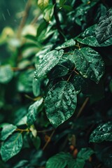 Poster - A detailed view of a plant with glistening water droplets. Perfect for nature-themed projects or illustrating the beauty of dew-covered foliage