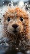  close-up of a wet groundhog shaking off water