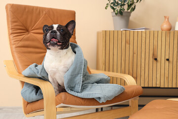 Poster - Cute French Bulldog with blanket at home