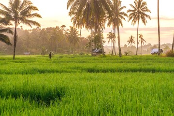 beautiful morning view from Indonesia of mountains and tropical forest