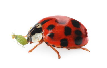 Wall Mural - Red ladybug and green aphid on white background