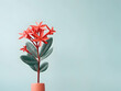 Ixora Coccinea flower in studio background, single Ixora Coccinea flower, Beautiful flower images