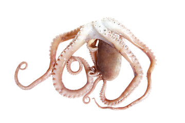 Poster - Octopus on a white background