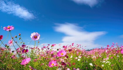 Wall Mural - Beautiful and amazing cosmos flower field landscape