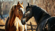 A pair of horses engaged in a playful interaction, conveying the social and gentle nature of these magnificent animals