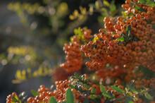Pyracantha Bright Red In A Village On The Island Of Cyprus 3