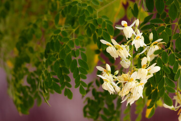 White bloom of Moringa oleifera with green foliage on a branch.