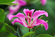 Close-up of vibrant pink flower of Bauhinia purpurea with leaves.
