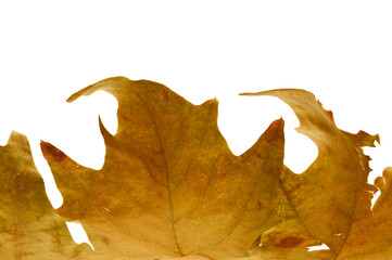 Wall Mural - dry leaf isolated on white background