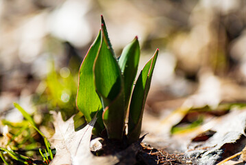 Wall Mural - young sprouts of tulips in the garden