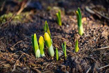 Poster - young sprouts of tulips in the garden