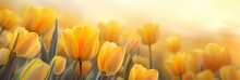 Spring Background Flowers Tulips