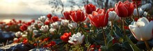 Banner Red White Tulips Spring Still, Banner Image For Website, Background, Desktop Wallpaper