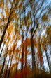 Abstract low angle view vertical tall autumn trees colorful foliage motion blur icm with texture and natural light, no people nature background