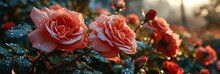 Close Beautiful Rose Flowers Garden Dew, Banner Image For Website, Background, Desktop Wallpaper