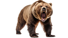  Ferocious Brown Grizzly Bear On A Transparent Background (PNG)