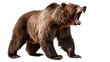  Ferocious brown grizzly bear on a transparent background (PNG)