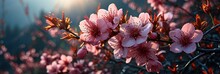 Soft Wild Himalayan Cherry Flower Prunus, Banner Image For Website, Background, Desktop Wallpaper