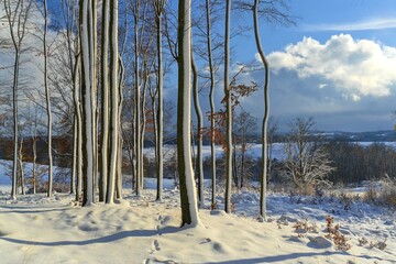 Poster - Stunning panorama of snowy landscape in winter in Luzické hory - winter wonderland